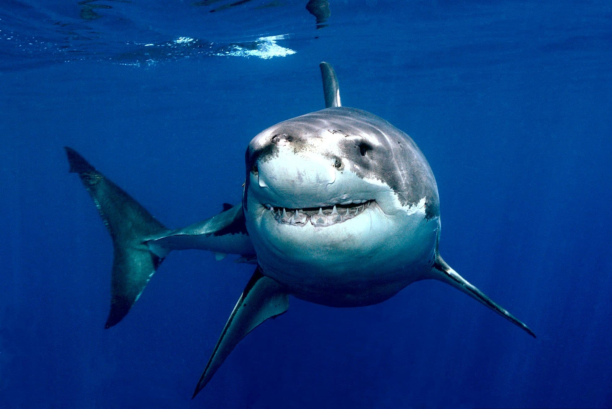 Great White Sharks 360 Video