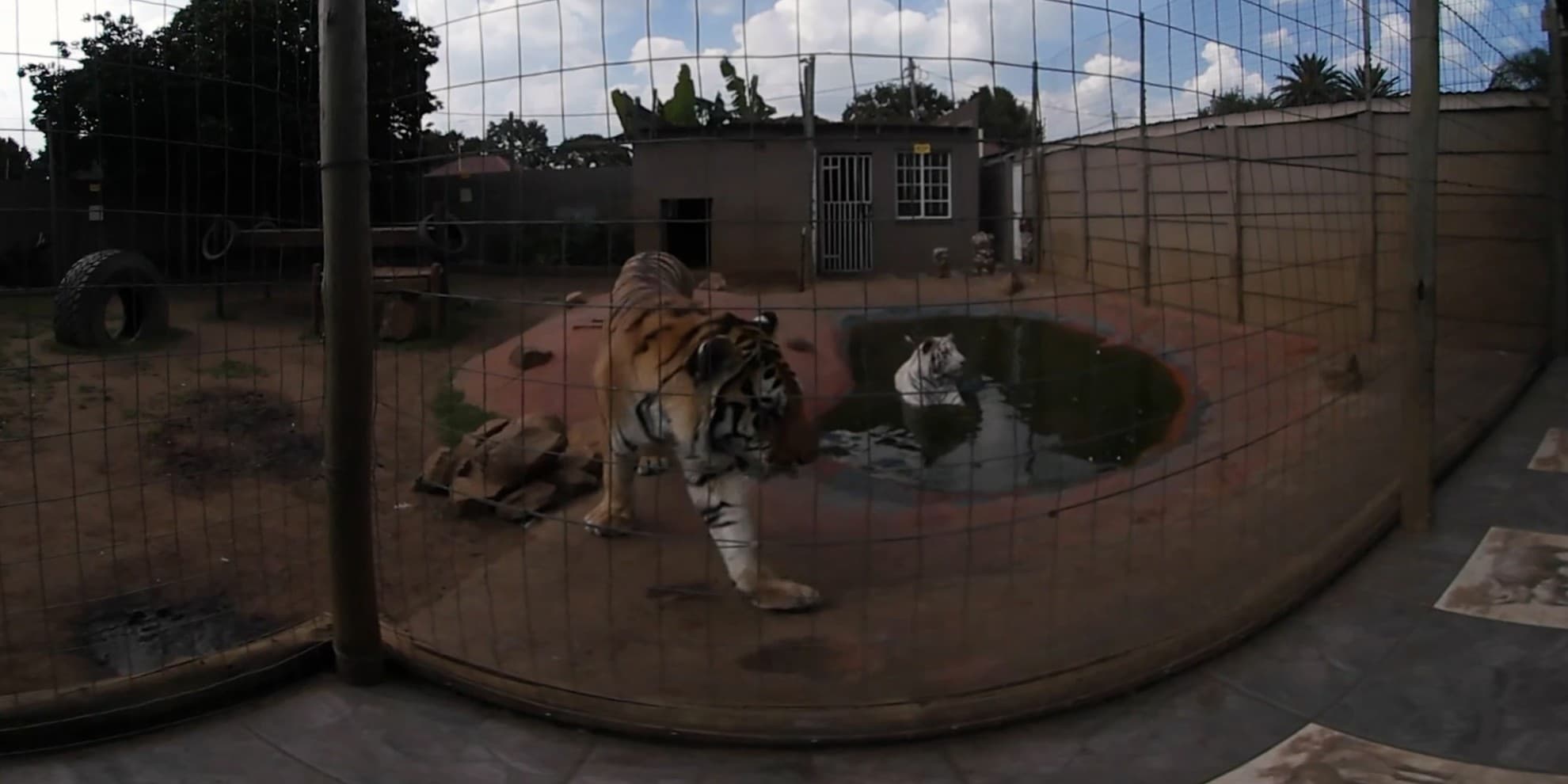 Two tigers in a private enclosure captured with a panoramic camera