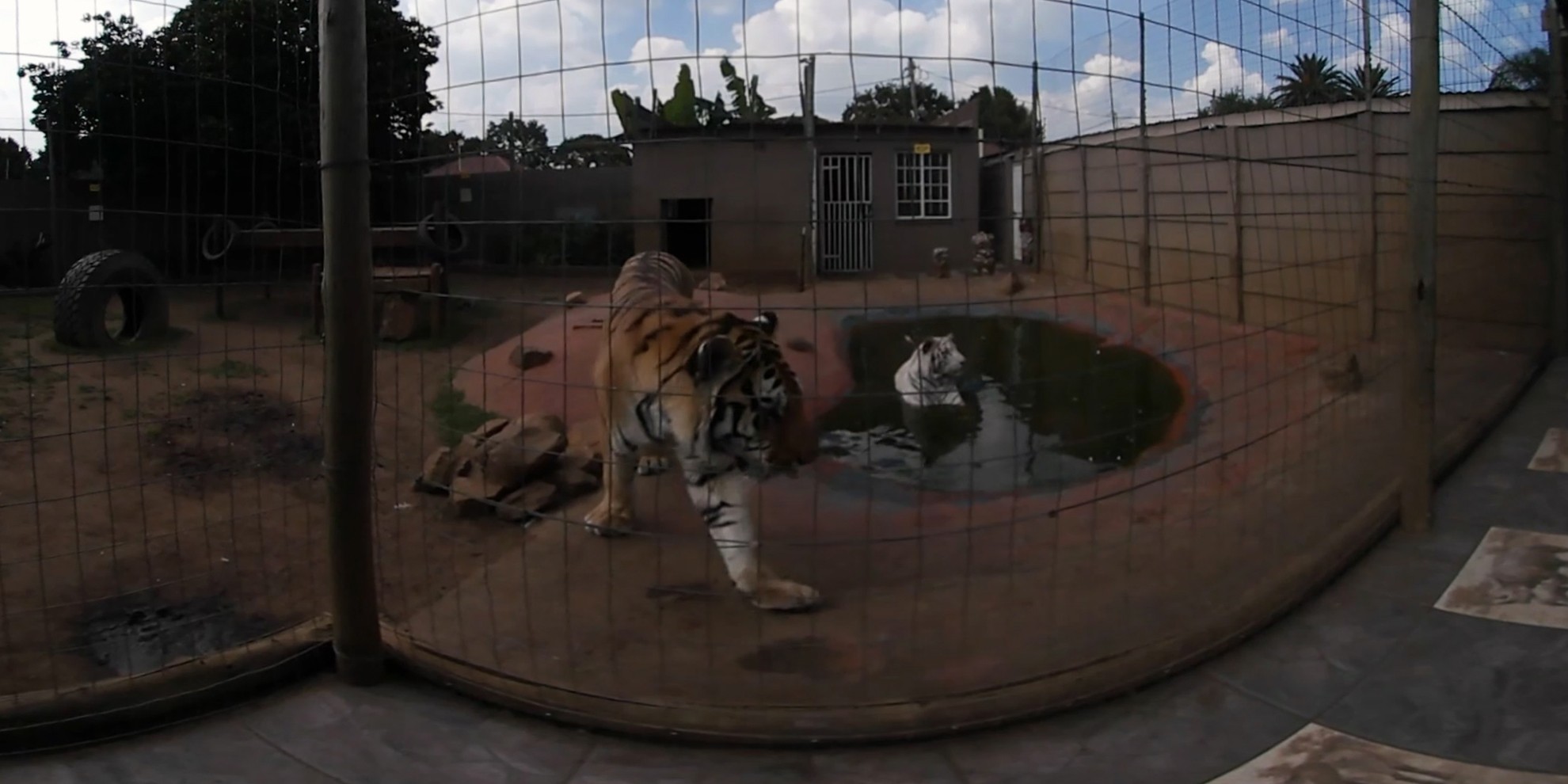 360 Video Tigers in South Africa